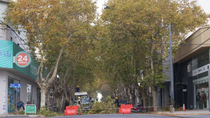 Realizan trabajos de poda en calle Mendoza