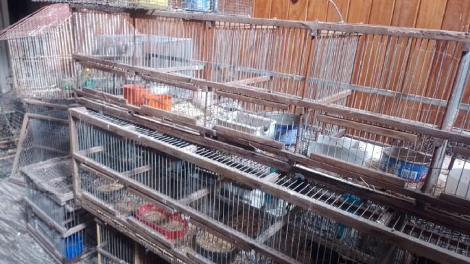 Rescataron 71 aves silvestres que estaban en cautiverio en Villa María