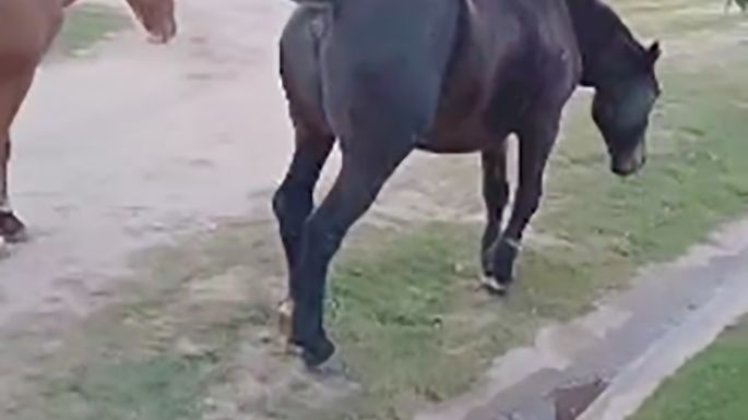 Un grupo de vecinos reclama por caballos sueltos