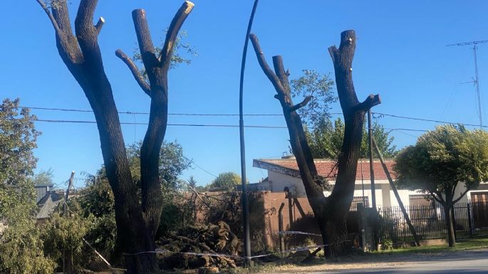 Detectaron tala ilegal de árboles sobre la ruta 158