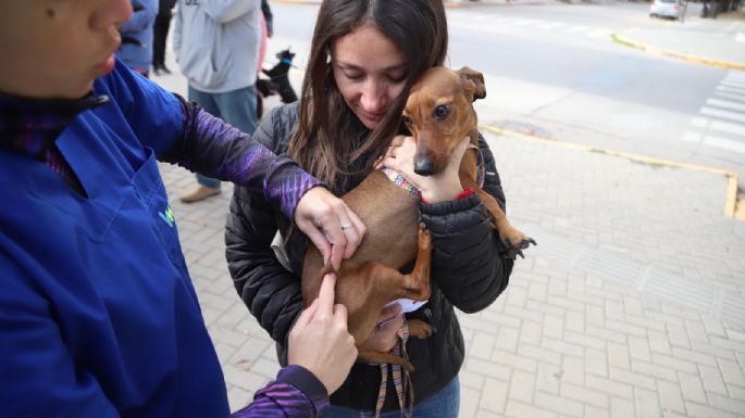 Casi 2.000 mascotas fueron vacunadas contra la rabia