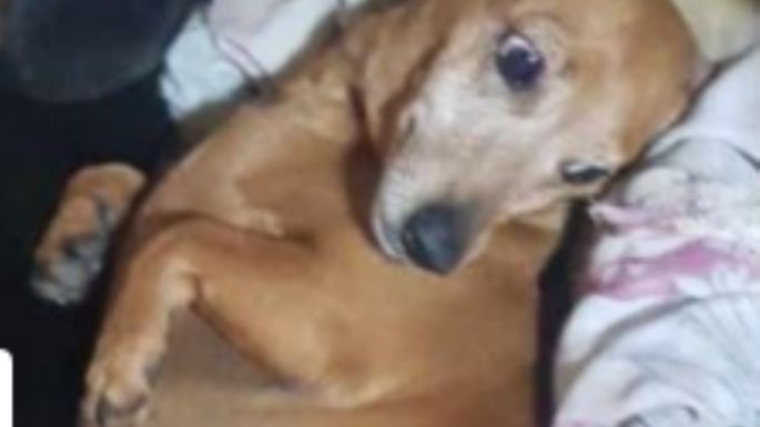 Una vecina busca desesperadamente a su mascota perdida