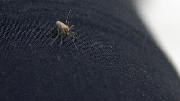 Cuidado, mosquitos