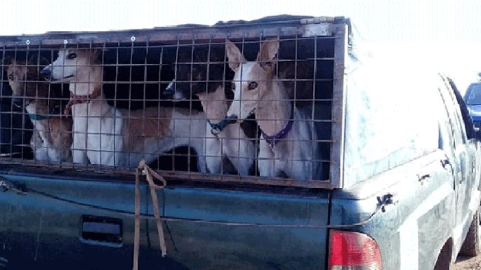 Detuvieron a 22 cazadores y secuestraron 45 galgos