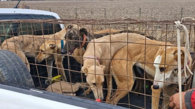 Más de 45 perros rescatados y 30 hombres demorados por caza ilegal