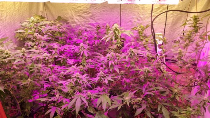 Cerraron un invernadero con más de 180 plantas de marihuana