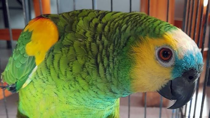 Rescataron 42 aves y dos reptiles que estaban en cautiverio