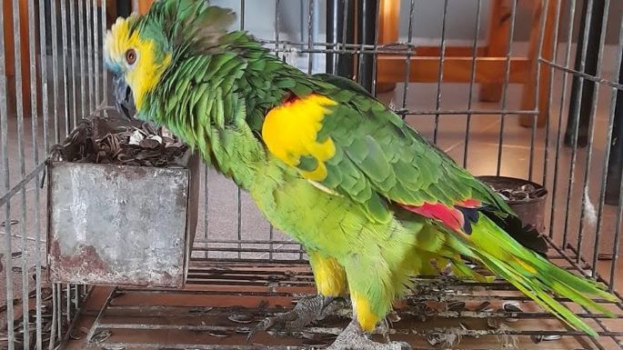 Rescataron 42 aves y dos reptiles que estaban en cautiverio