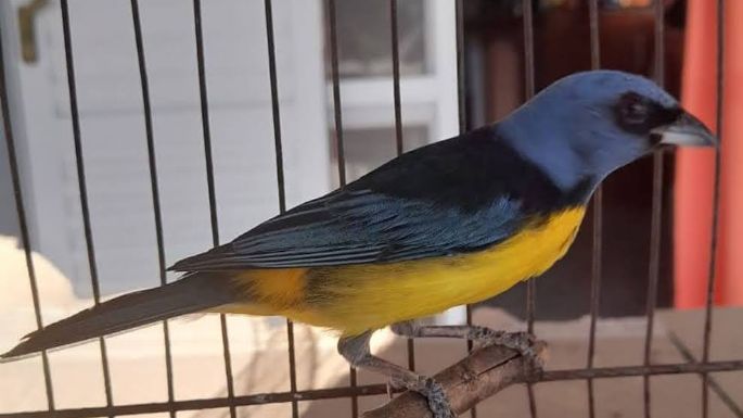 Rescataron 42 aves y dos reptiles que estaban en cautiverio