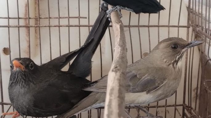 Rescataron 42 aves y dos reptiles que estaban en cautiverio