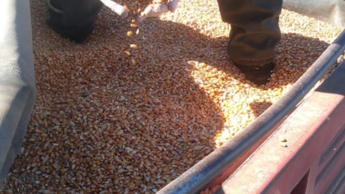 Secuestraron más de 100 toneladas de cereales, un arma y municiones