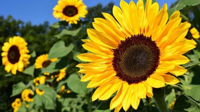 Todo sobre el girasol