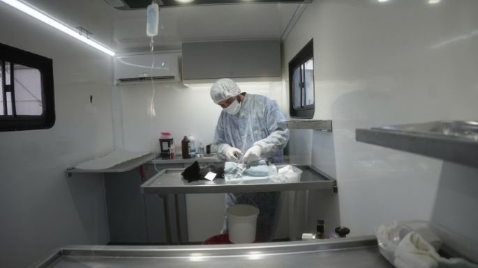 Realizarán la tercera campaña gratuita de castración