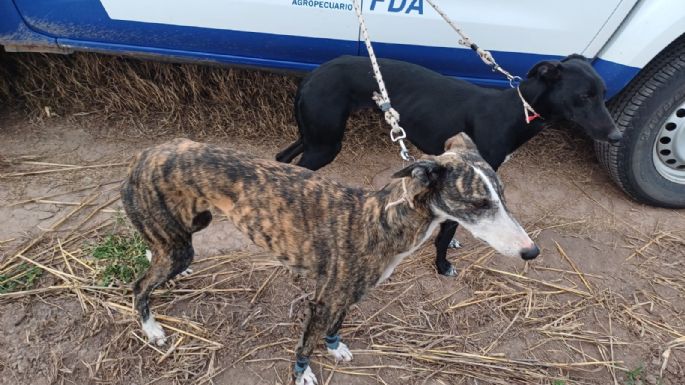 Efectivos constataron caza ilegal con jauría en zona rural