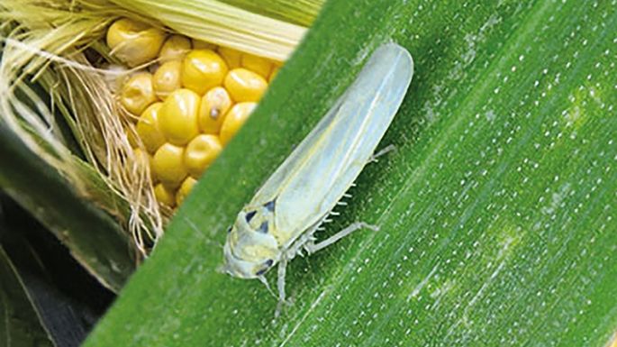 Chicharrita: con respeto y sin miedo