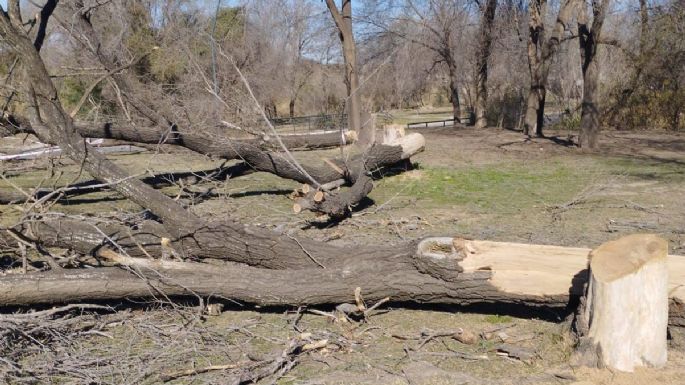 Denunciaron la tala de tres árboles en la costanera