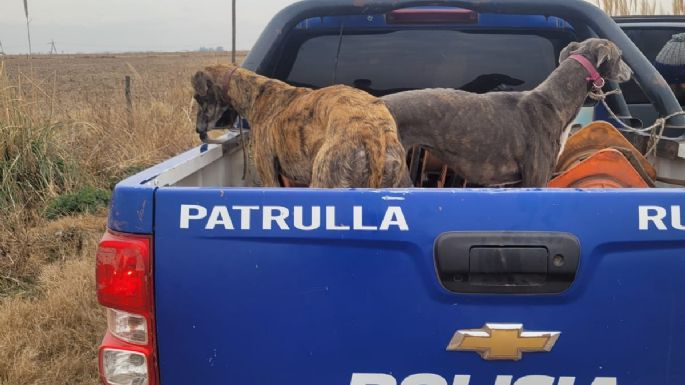 Dos jóvenes aprehendidos por realizar caza con jauría