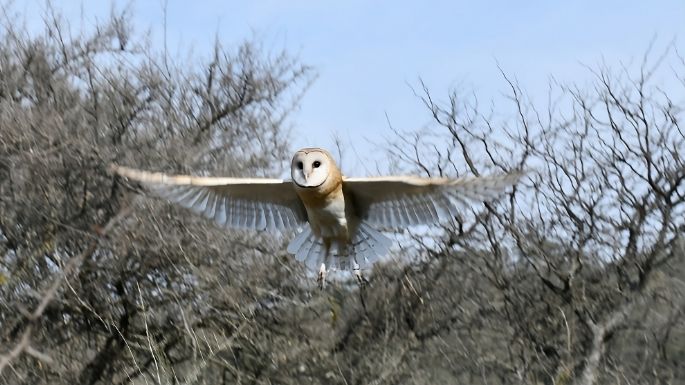 Liberaron 21 aves silvestres tras ser rehabilitadas