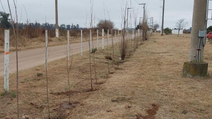 Incorporan más de mil árboles destinados a barrios y a disposición de vecinos