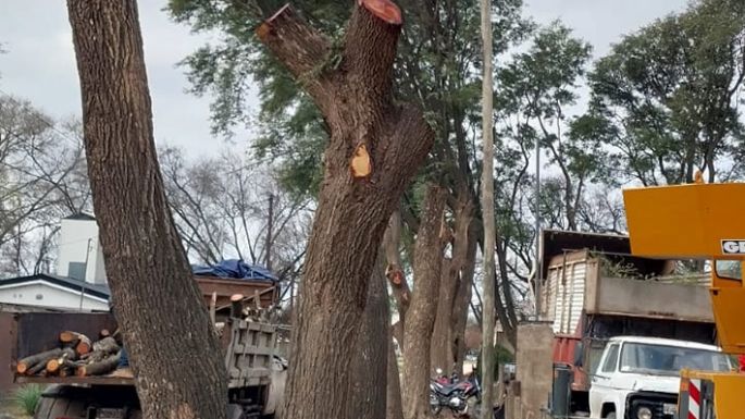 Mutilan árboles en Costa de Oro