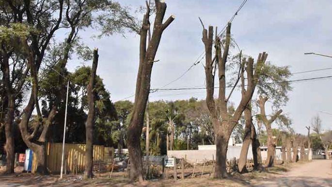 Arbolado público: finaliza hoy la temporada de poda habilitada por el municipio