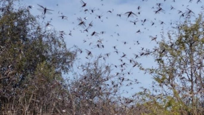Las langostas llegaron a  las sierras