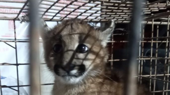 Rescataron un cachorro de puma en Arroyo Algodón