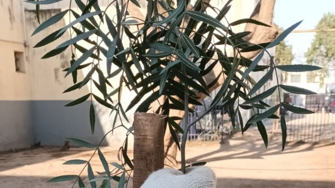 Día del Árbol: plantaron distintas especies en la Escuela del Trabajo