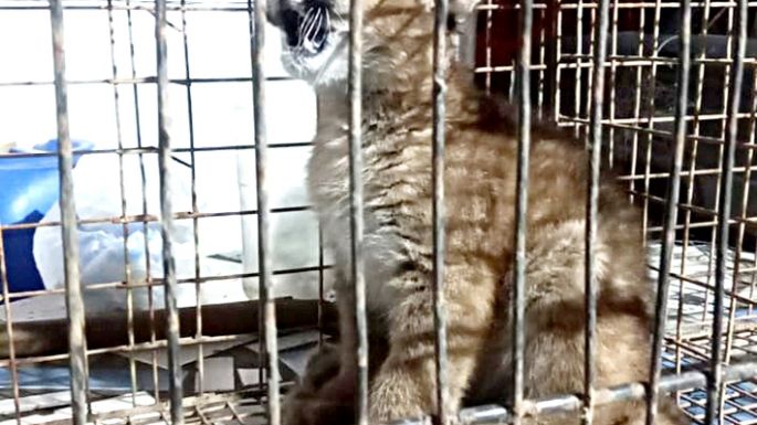 Rescataron cachorrito de “puma concolor”