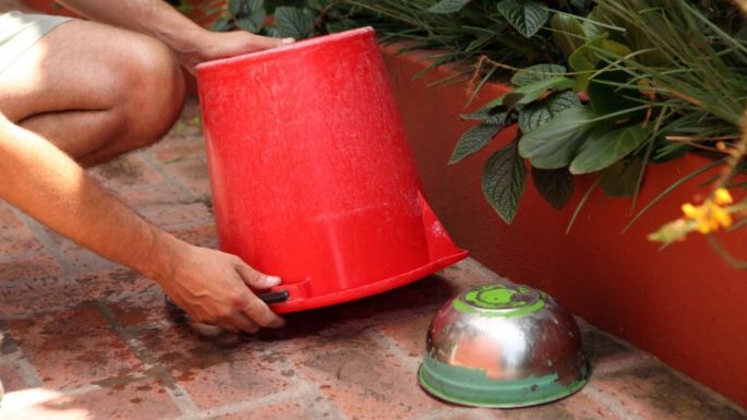 Desde el municipio realizarán tareas de descacharreo para prevenir el dengue