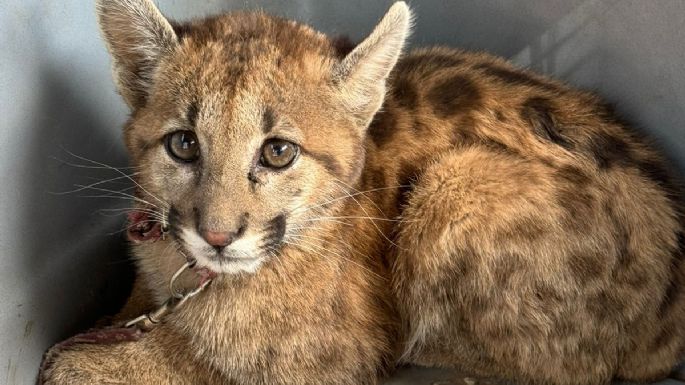 Rescataron a un cachorro de puma en una vivienda