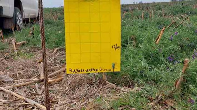 Chicharrita: información de la presencia en la zona