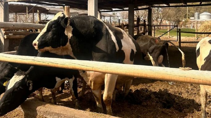 Un toro mató a un pequeño productor rural