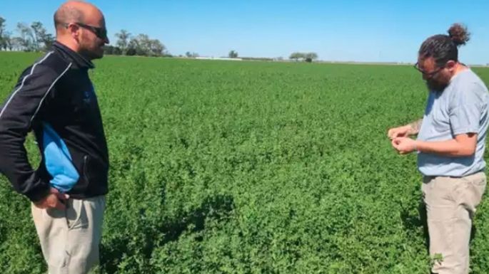 La alfalfa ya entra en acción