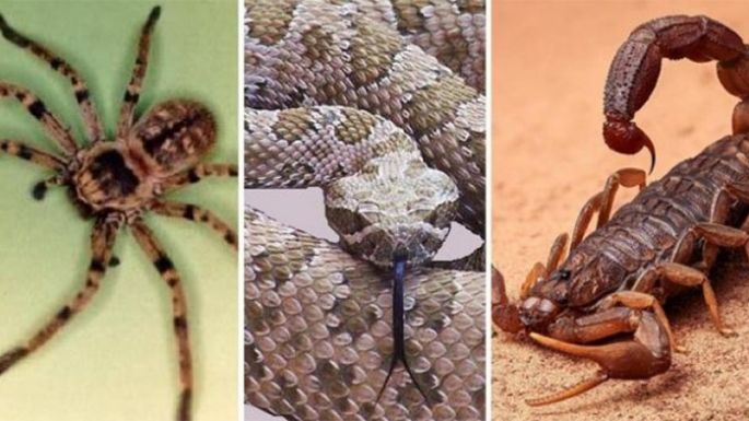 Advierten sobre accidentes con animales ponzoñosos