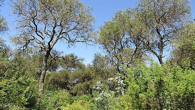 Para conservar el bosque nativo