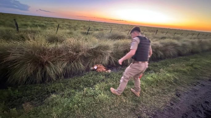Rescataron a un aguará guazú en un camino rural