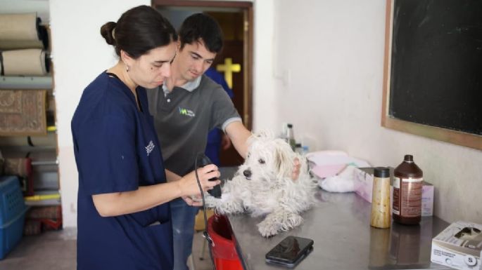 Más de 80 mascotas castradas en la primera semana del operativo descentralizado