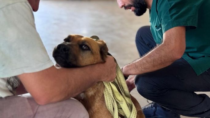 La Vacunación Antirrábica Gratuita llega a El Vallecito