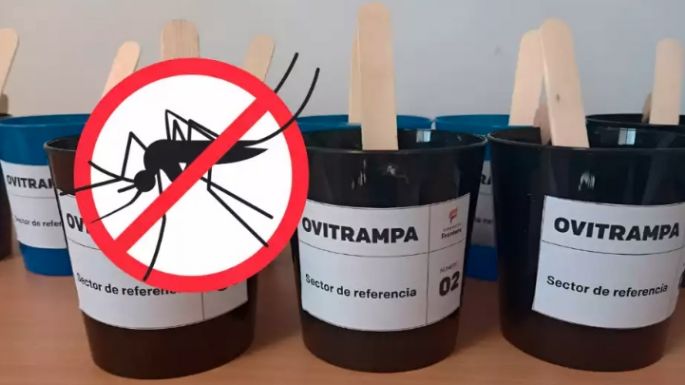 Dengue: detectaron larvas del Aedes aegypti