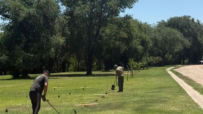 Afirman que plantaron más de 1.350 árboles en los últimos dos meses