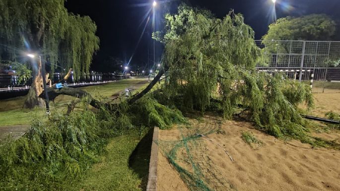 Quitaron un sauce de la costanera afectado por la tormenta