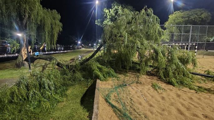 Un viejo sauce fue retirado tras la tormenta