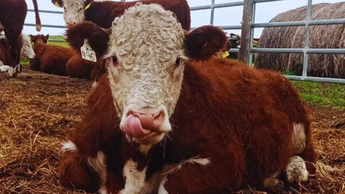 Toritos Hereford: más alimento no es igual a más eficiencia