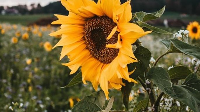 Girasol: 300% más