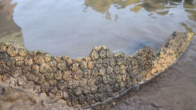 Hallazgo arqueológico en Pampayasta Sud