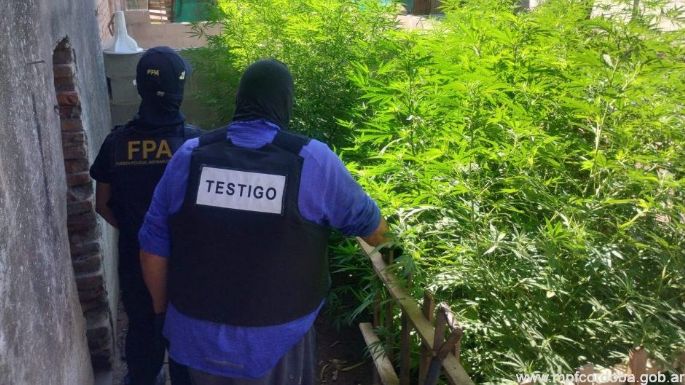 Desmantelaron una plantación de marihuana en Isla Verde: padre e hijo, detenidos
