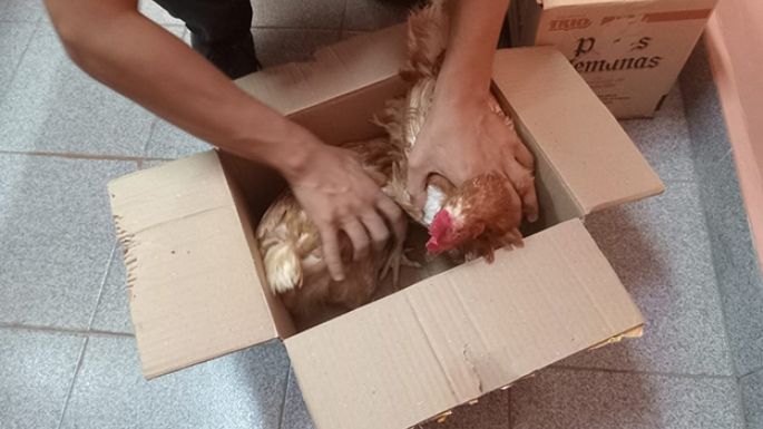 Un grupo de menores robó conejos  y gallinas de una escuela granja