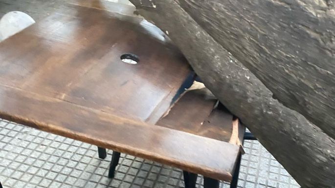Susto: se tumbó un árbol en pleno centro