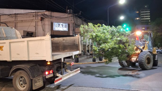 Susto: se tumbó un árbol en pleno centro